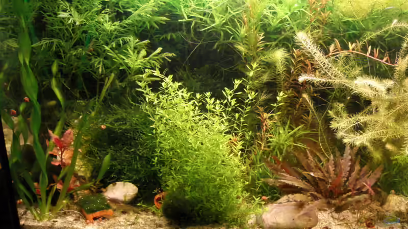 Pflanzen im Aquarium Nr.1 von Susanne Kruse (9)