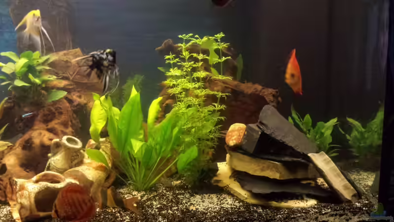 Pflanzen im Aquarium nummer 1 von Franz Napf (25)