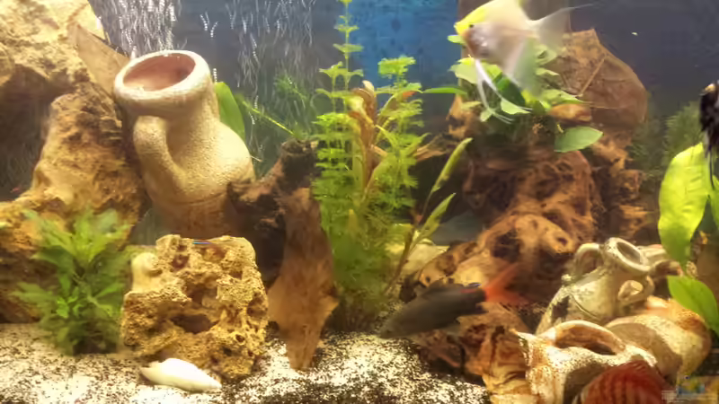 Pflanzen im Aquarium nummer 1 von Franz Napf (26)