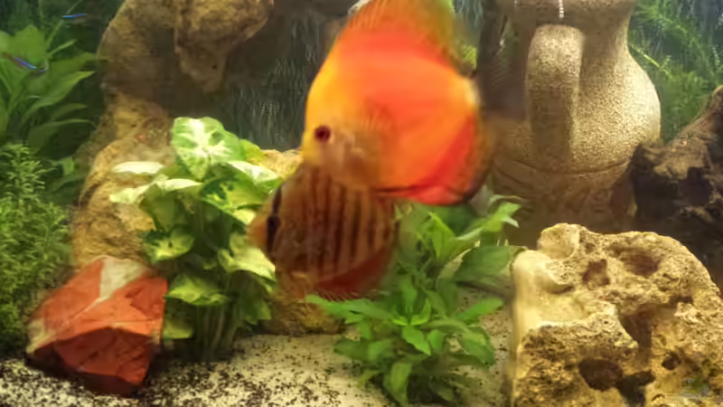 Pflanzen im Aquarium nummer 1 von Franz Napf (27)