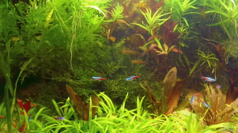 Pflanzen im Aquarium Nur noch als Beispiel von Susanne Kruse (17)