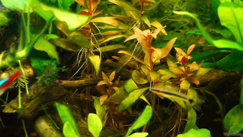 Pflanzen im Aquarium Nur noch Beispiel von Liquid (13)