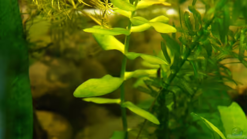 Pflanzen im Aquarium Nur noch Beispiel von Liquid (14)