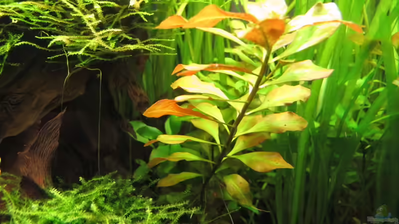 Pflanzen im Aquarium Nur noch Beispiel von Sarah (11)