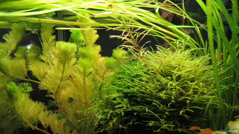 Pflanzen im Aquarium Nur noch Beispiel von Sarah (12)