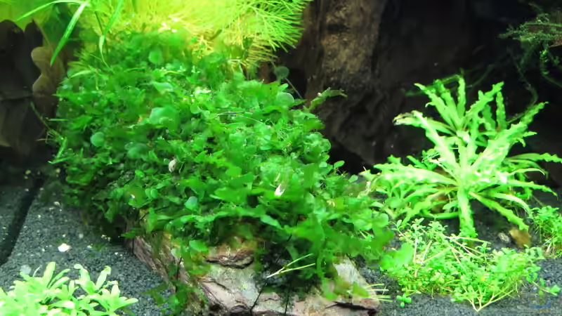 Pflanzen im Aquarium Nur noch Beispiel von Sarah (14)