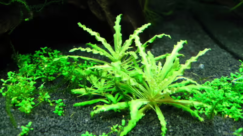 Pflanzen im Aquarium Nur noch Beispiel von Sarah (15)