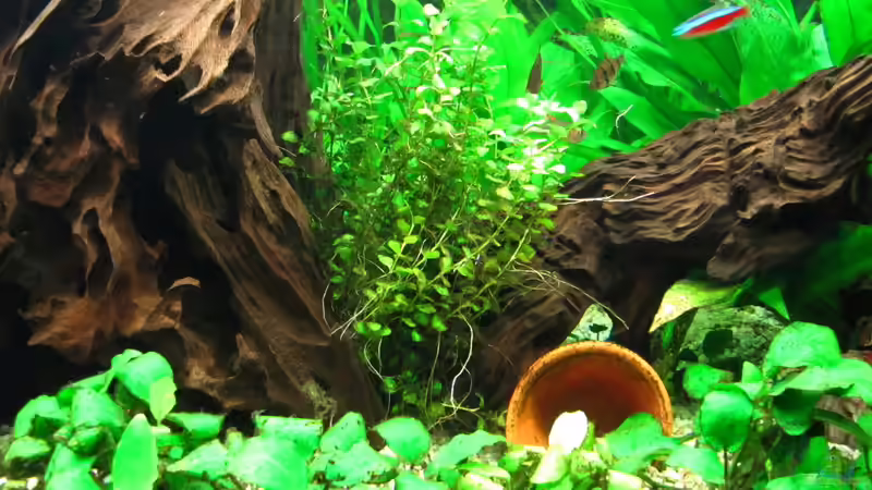 Pflanzen im Aquarium nur noch Beispiel von Sarah (7)