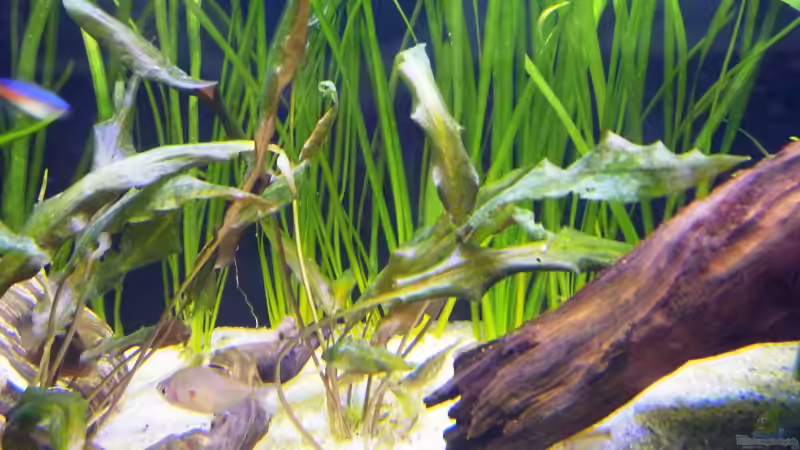 Pflanzen im Aquarium (nur noch Beispiel) wird umgebaut von Frank Wollenburg (11)
