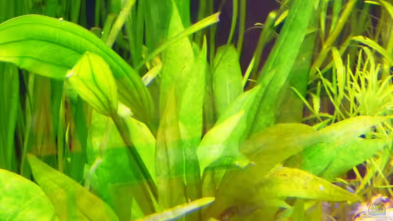 Pflanzen im Aquarium (nur noch Beispiel) wird umgebaut von Frank Wollenburg (12)