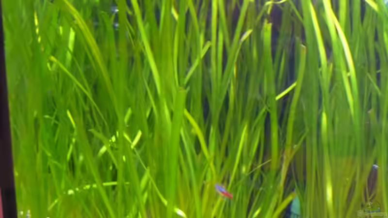Pflanzen im Aquarium (nur noch Beispiel) wird umgebaut von Frank Wollenburg (13)