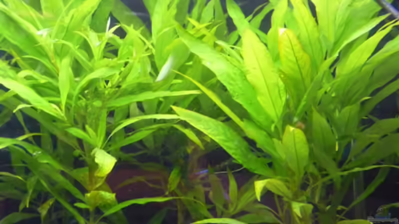 Pflanzen im Aquarium (nur noch Beispiel) wird umgebaut von Frank Wollenburg (6)