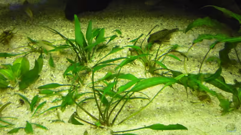 Pflanzen im Aquarium (nur noch Beispiel) wird umgebaut von Frank Wollenburg (7)