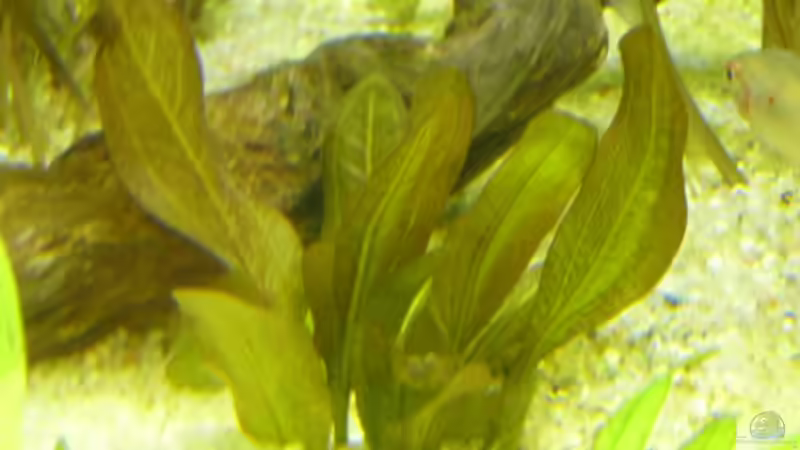 Pflanzen im Aquarium (nur noch Beispiel) wird umgebaut von Frank Wollenburg (8)