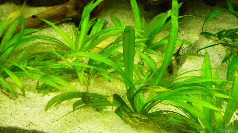 Pflanzen im Aquarium (nur noch Beispiel) wird umgebaut von Frank Wollenburg (9)