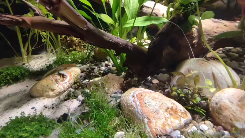Pflanzen im Aquarium Nur noch ein Beispiel für euch von Amazonas (17)