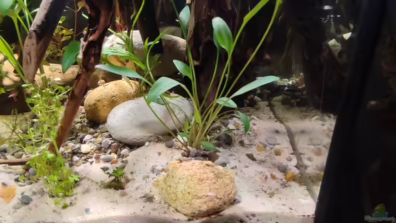 Pflanzen im Aquarium Nur noch ein Beispiel für euch von Amazonas (18)