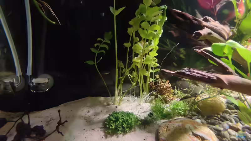 Pflanzen im Aquarium Nur noch ein Beispiel für euch von Amazonas (20)