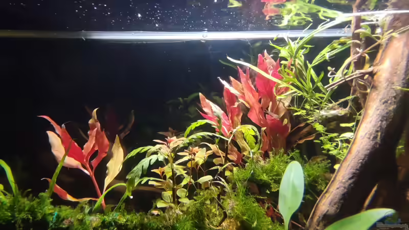 Pflanzen im Aquarium Nur noch ein Beispiel für euch von Amazonas (22)