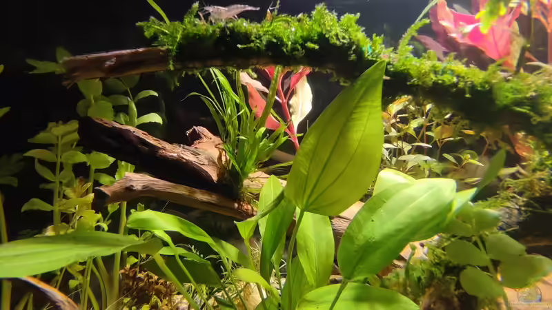 Pflanzen im Aquarium Nur noch ein Beispiel für euch von Amazonas (23)