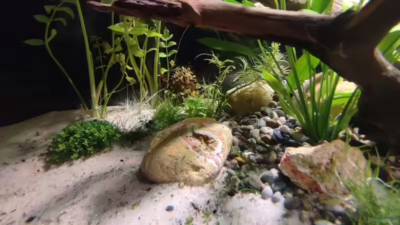 Pflanzen im Aquarium Nur noch ein Beispiel für euch von Amazonas (24)