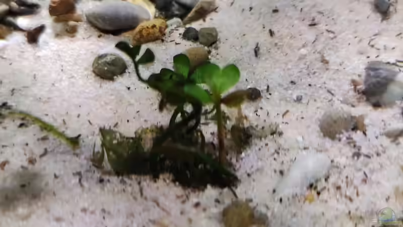 Pflanzen im Aquarium Nur noch ein Beispiel für euch von Amazonas (26)