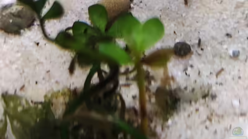 Pflanzen im Aquarium Nur noch ein Beispiel für euch von Amazonas (27)