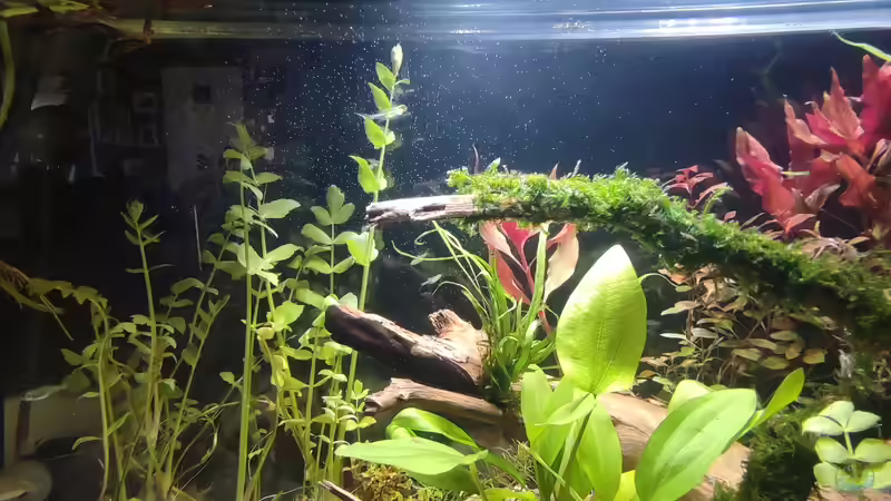 Pflanzen im Aquarium Nur noch ein Beispiel für euch von Amazonas (28) (29)