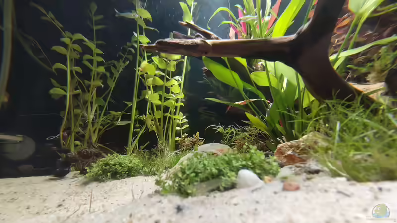 Pflanzen im Aquarium Nur noch ein Beispiel für euch von Amazonas (31)
