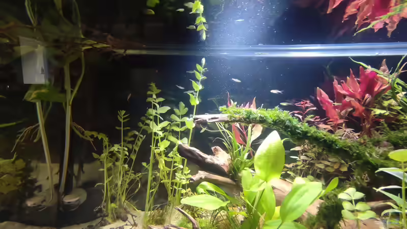 Pflanzen im Aquarium Nur noch ein Beispiel für euch von Amazonas (32)