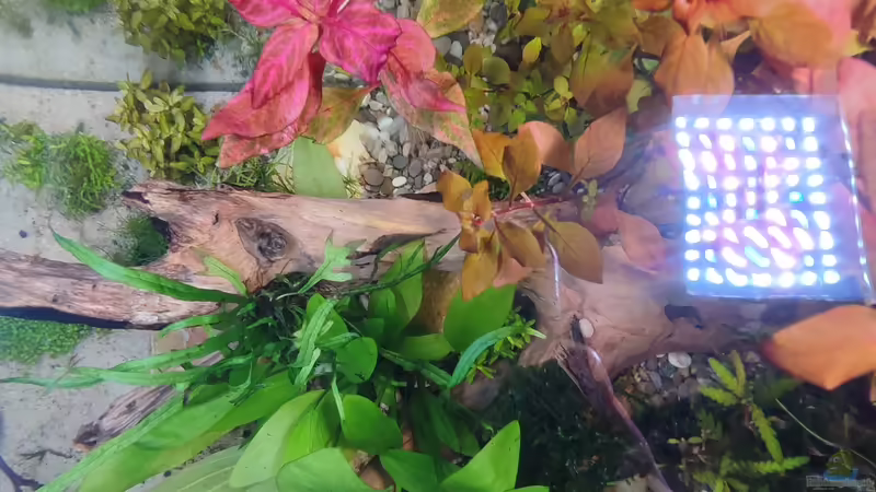 Pflanzen im Aquarium Nur noch ein Beispiel für euch von Amazonas (34)