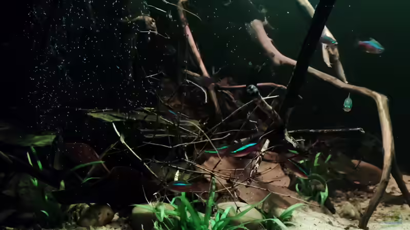 Pflanzen im Aquarium Nur noch ein Beispiel von Amazonas (51)