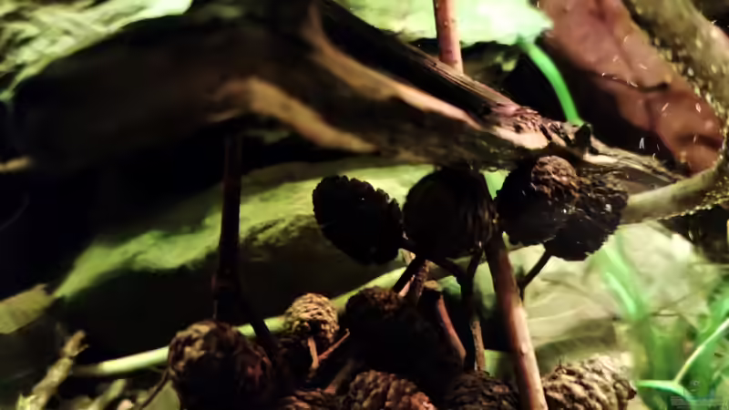 Pflanzen im Aquarium Nur noch ein Beispiel von Amazonas (52)