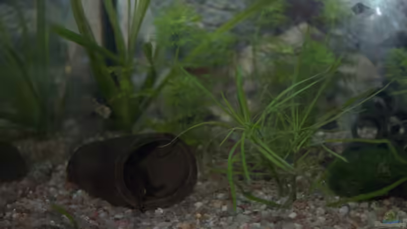 Pflanzen im Aquarium Oase im Grünen von SteB-Studio (2)