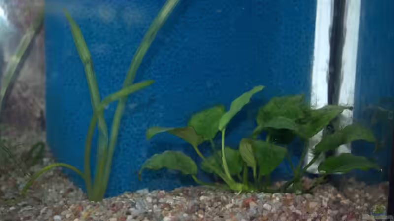 Pflanzen im Aquarium Oase im Grünen von SteB-Studio (3)