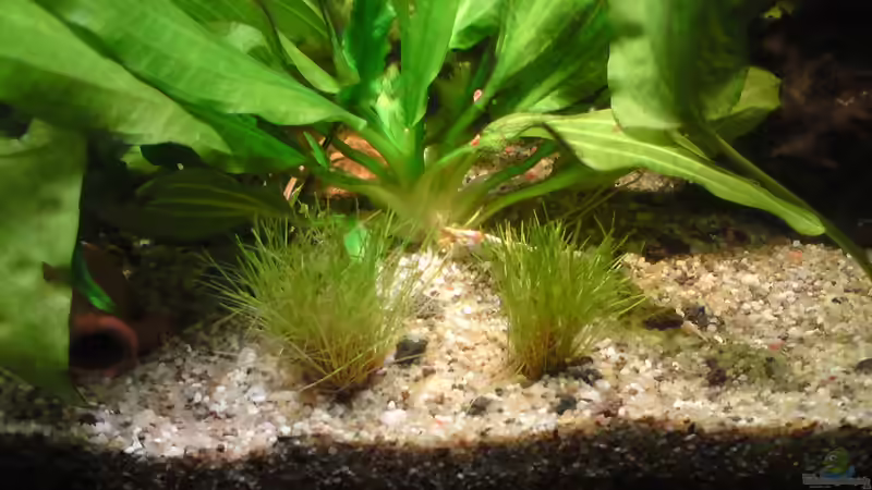 Pflanzen im Aquarium Offenes Gesellschaftsbecken LED Beleuchtung von Aquamaster (5)