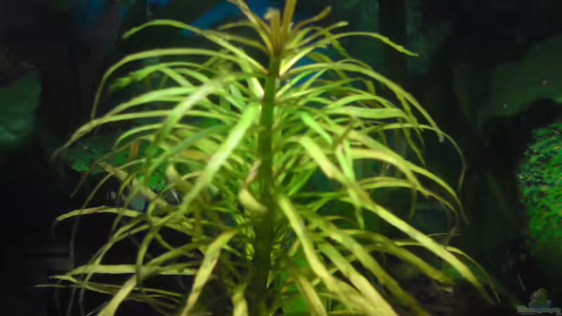 Pflanzen im Aquarium Offenes Gesellschaftsbecken LED Beleuchtung von Aquamaster (6)