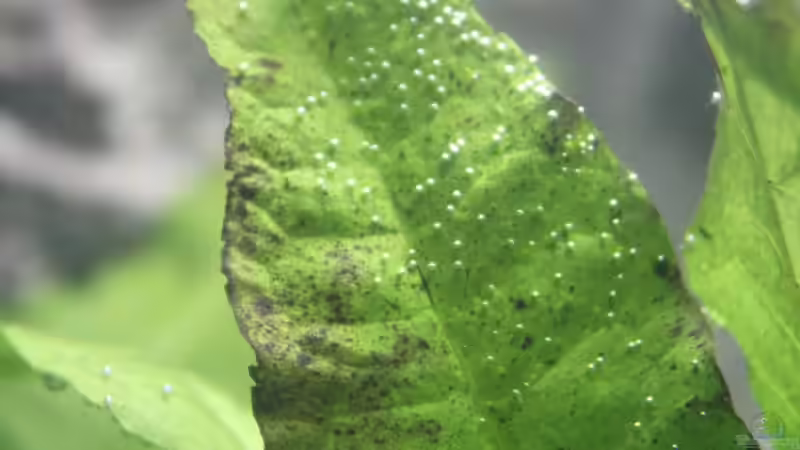 Pflanzen im Aquarium Old but Gold aufgelöst von Trimmy (12)