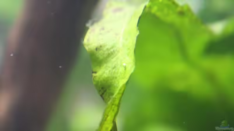 Pflanzen im Aquarium Old but Gold aufgelöst von Trimmy (13)