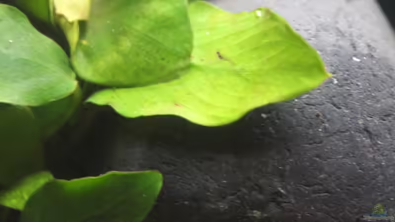 Pflanzen im Aquarium Old but Gold aufgelöst von Trimmy (15)