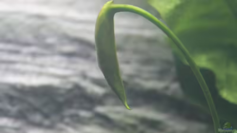 Pflanzen im Aquarium Old but Gold aufgelöst von Trimmy (16)