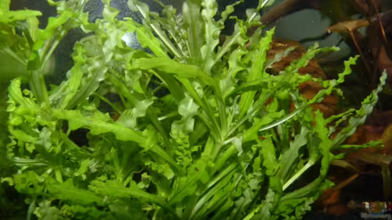 Pflanzen im Aquarium (Olympia 2018) von Josef Braun (16)