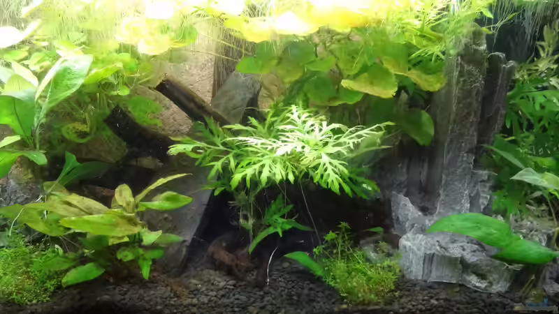 Pflanzen im Aquarium Oogie Boogie&#039;s Paradies von Große-Blubbel-Kleine-Blubbel (8)