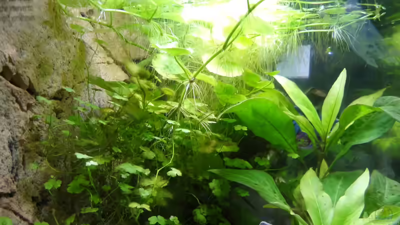 Pflanzen im Aquarium Oogie Boogie&#039;s Paradies von Große-Blubbel-Kleine-Blubbel (9)