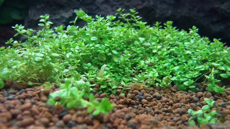 Pflanzen im Aquarium OPEN WORLD ² von I.R.C.H.A (5)