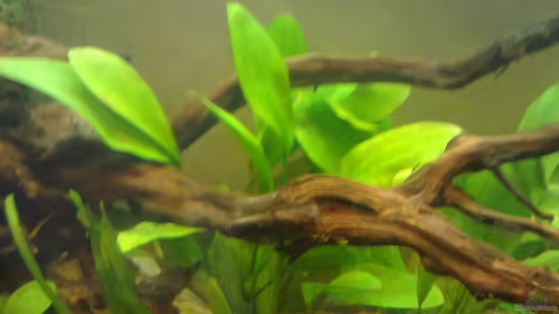 Pflanzen im Aquarium Orilla del rio Aufgelöst von Koehler (26)