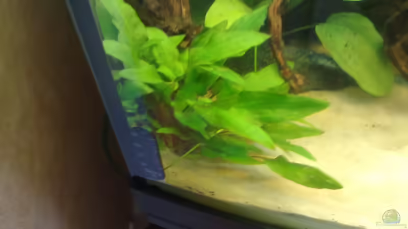 Pflanzen im Aquarium Orilla del rio Aufgelöst von Koehler (27)