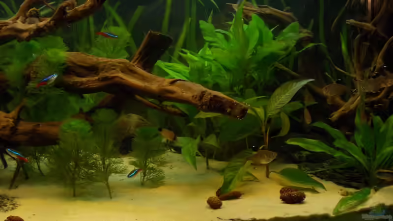 Pflanzen im Aquarium Orilla del rio Aufgelöst von Koehler (30)