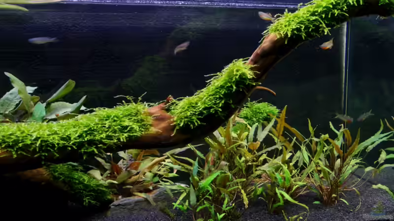Pflanzen im Aquarium Outback von -Der Österreicher- (3)