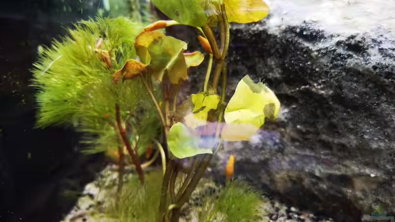 Pflanzen im Aquarium Outdoorbecken von Heike Fuchs (10)